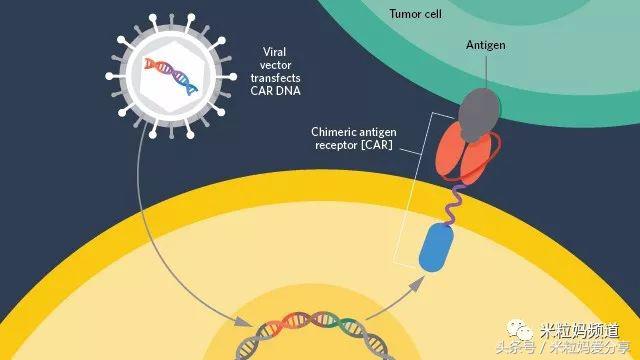 听说癌症能治了是真的吗,不是谣言是真的