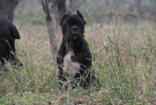 卡斯罗怎么养才凶,怎么才能养好一只卡斯罗