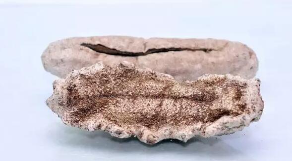 海参有上千种都是一样的吗,全世界海参有多少品种