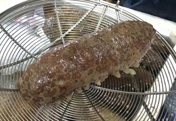 带您了解世界海参,你知道全球有多少种鲨鱼吗