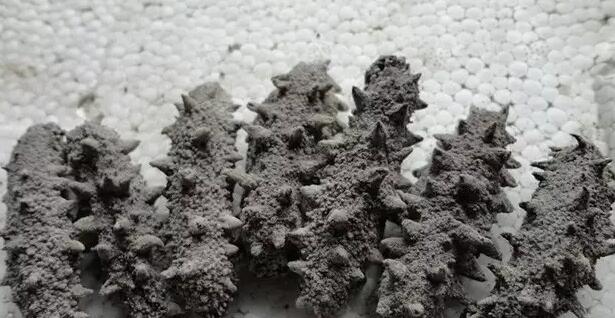 海参也有很多种,全世界所有可以吃的海参