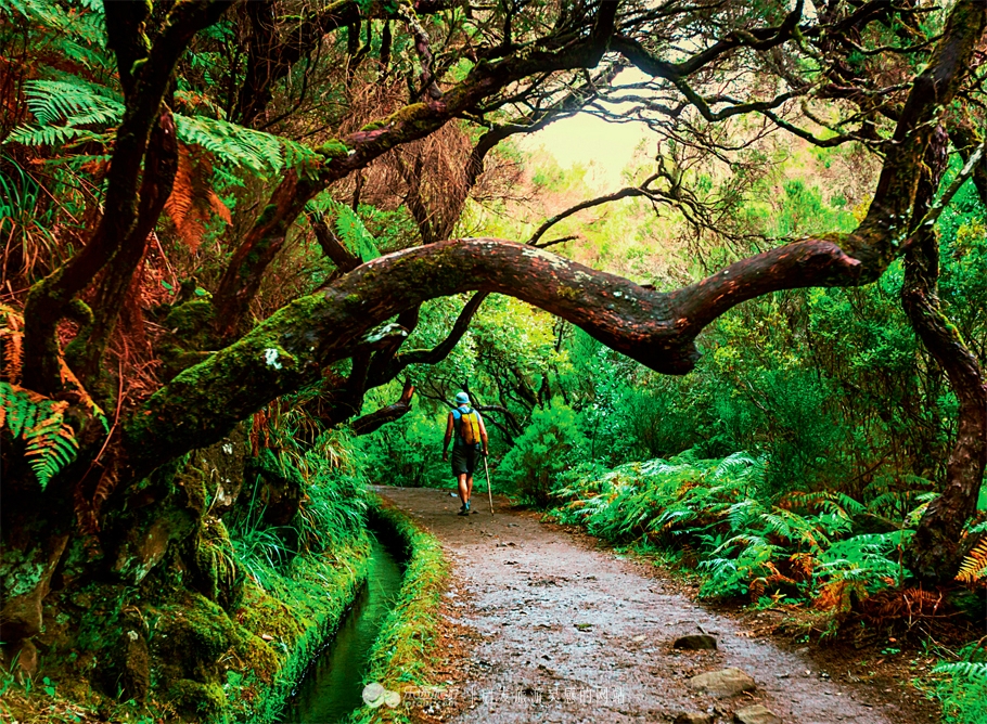 岛王简介50字,岛王发言