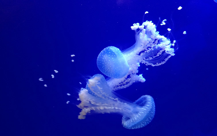 帕劳旅游景点推荐图片大全,帕劳旅游景点推荐