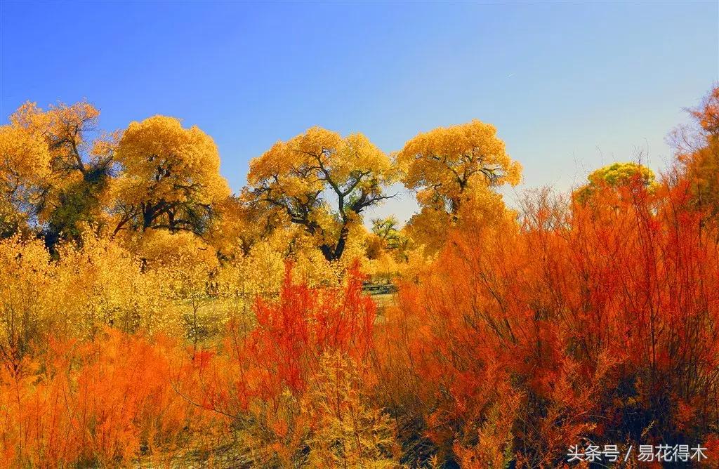 凉州词王之涣台词,王之涣凉州词简介