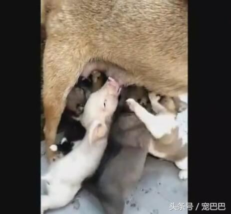 小猪喝奶混入只小狗狗,小狗混进猪群抢奶喝