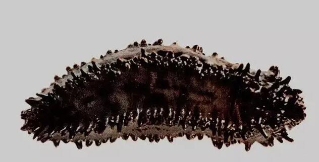 海参也有很多种,全世界所有可以吃的海参