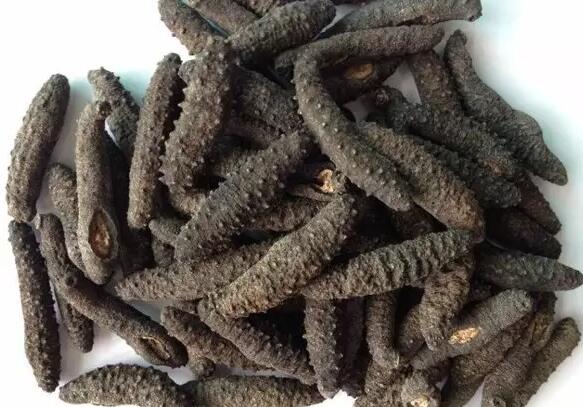 带您了解世界海参,你知道全球有多少种鲨鱼吗