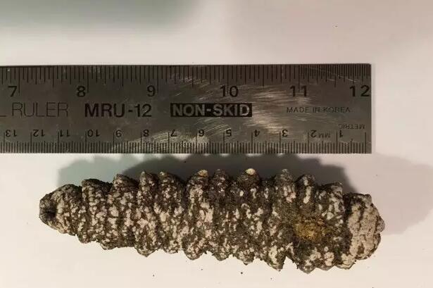 带您了解世界海参,你知道全球有多少种鲨鱼吗