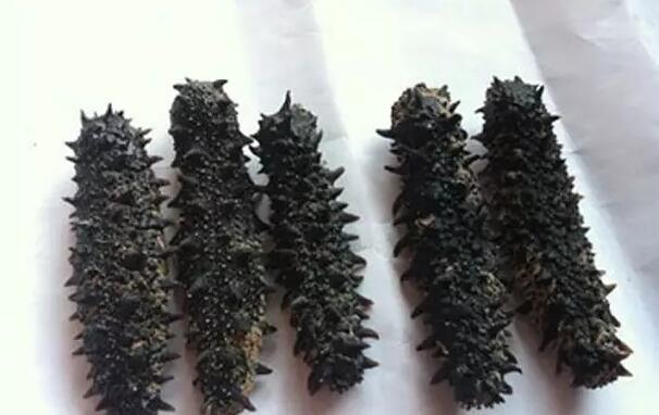 海参有上千种都是一样的吗,全世界海参有多少品种