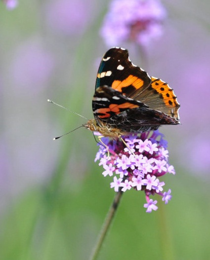 北京国际鲜花港直播,北京国际鲜花港可以带狗狗吗