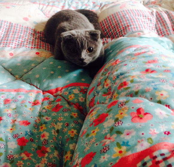 去宠物市场挑一只英短蓝猫,英短蓝猫在宠物店多少钱