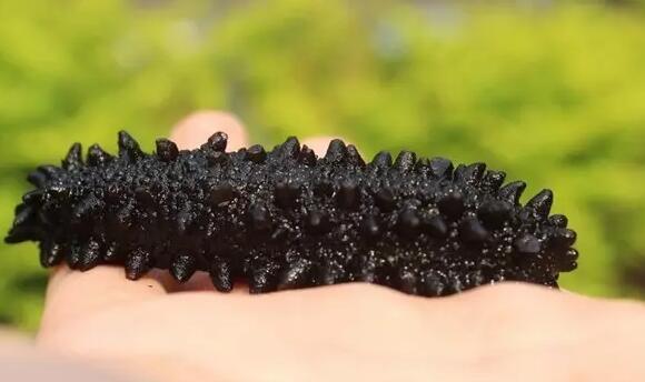 海参有上千种都是一样的吗,全世界海参有多少品种