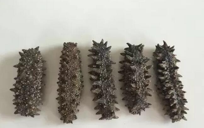 海参也有很多种,全世界所有可以吃的海参