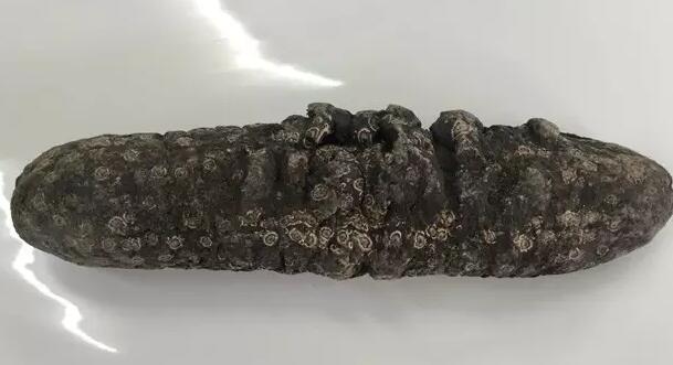 带您了解世界海参,你知道全球有多少种鲨鱼吗