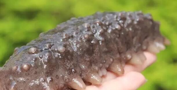 海参也有很多种,全世界所有可以吃的海参