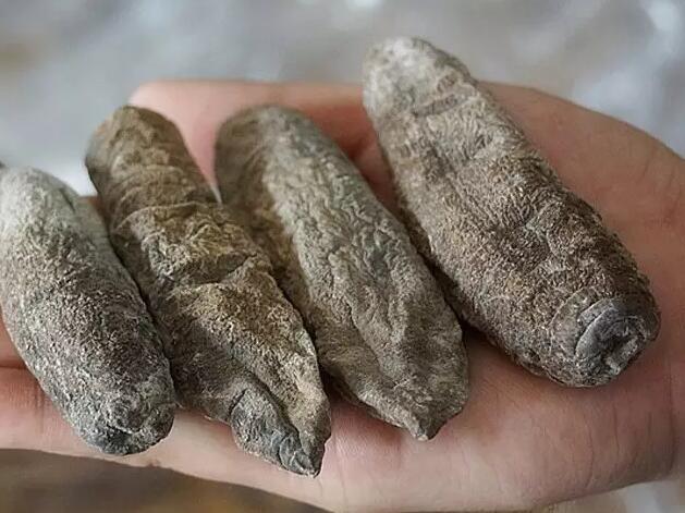 带您了解世界海参,你知道全球有多少种鲨鱼吗