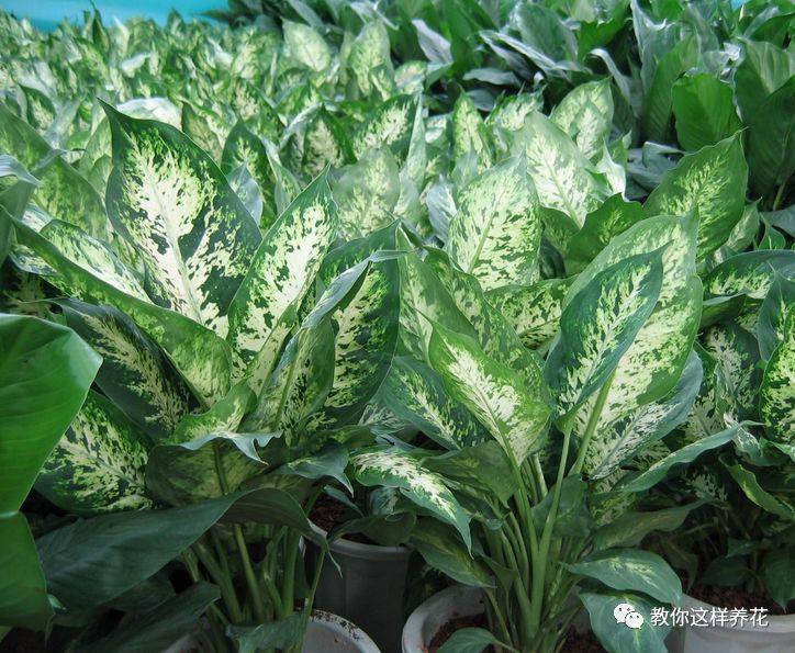 万年青如何养才茂盛,万年青怎么养才能更旺盛