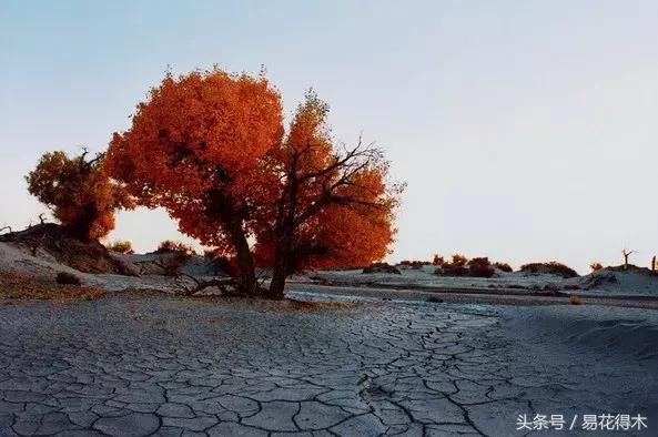 凉州词王之涣台词,王之涣凉州词简介