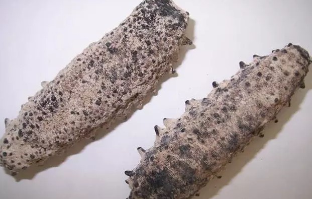 海参有上千种都是一样的吗,全世界海参有多少品种