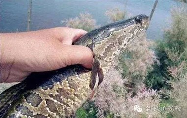 它是美国人的阴影，在中国却成为深受大众喜爱的美食