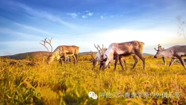 呼伦贝尔旅游自由行攻略,第一次呼伦贝尔自由行