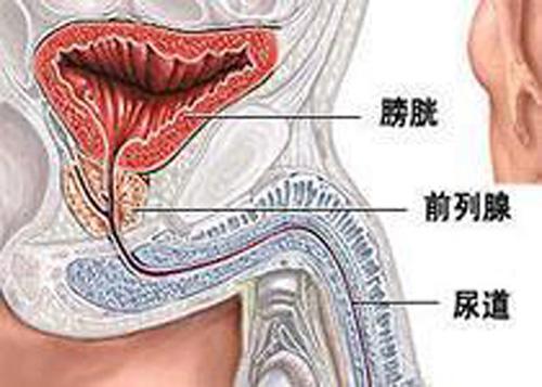了解男言之隐——前列腺，关爱老公和老爸