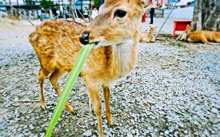 恋恋花莲小清新：寻找那一抹花意
