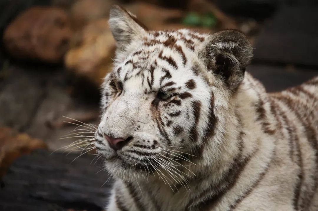 广州长隆野生动物园亲子跟拍,爸爸去哪儿广州长隆野生动物园