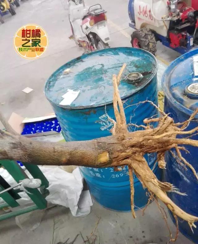 柑橘常见病害及防治方法,铜氨合剂能防治柑橘病害么