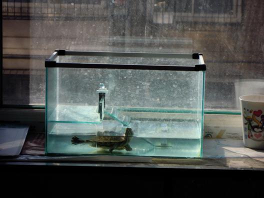 一只巴西龟多少钱,一只巴西龟的一生的图