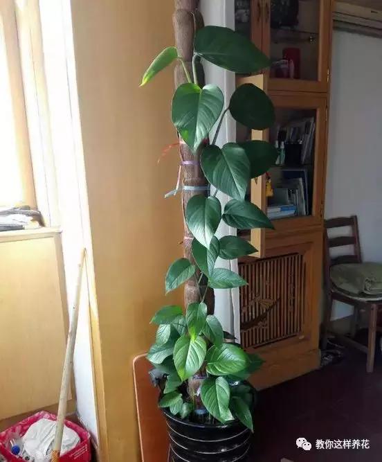 绿萝能用绳子捆上吗,绿萝扎根绳子的方法