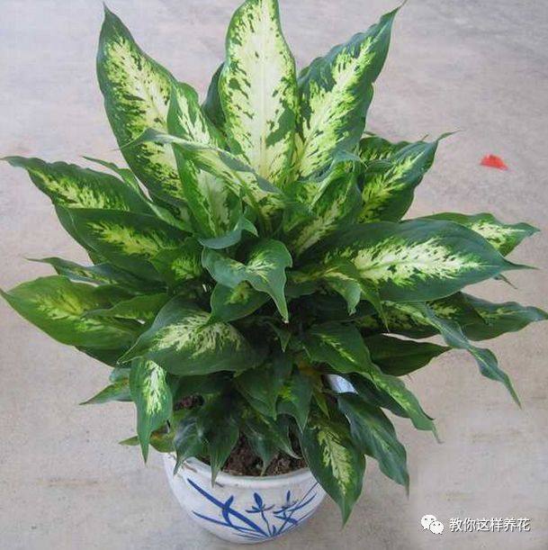 万年青如何养才茂盛,万年青怎么养才能更旺盛