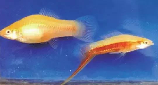 实验动物福利原则,科技对动物的好处