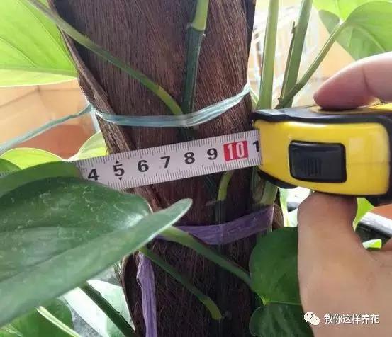 绿萝能用绳子捆上吗,绿萝扎根绳子的方法