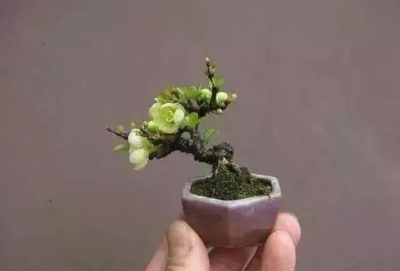 大师是怎样炼成的二胡独奏,真正的大师是怎么练成的