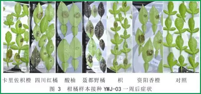 柑橘常见病害及防治方法,铜氨合剂能防治柑橘病害么