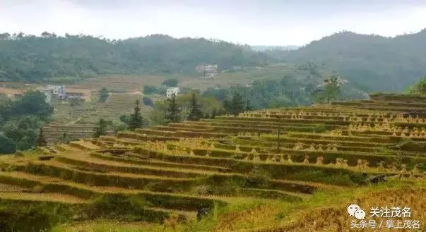 高州各镇历史来历,高州市有多少个镇街