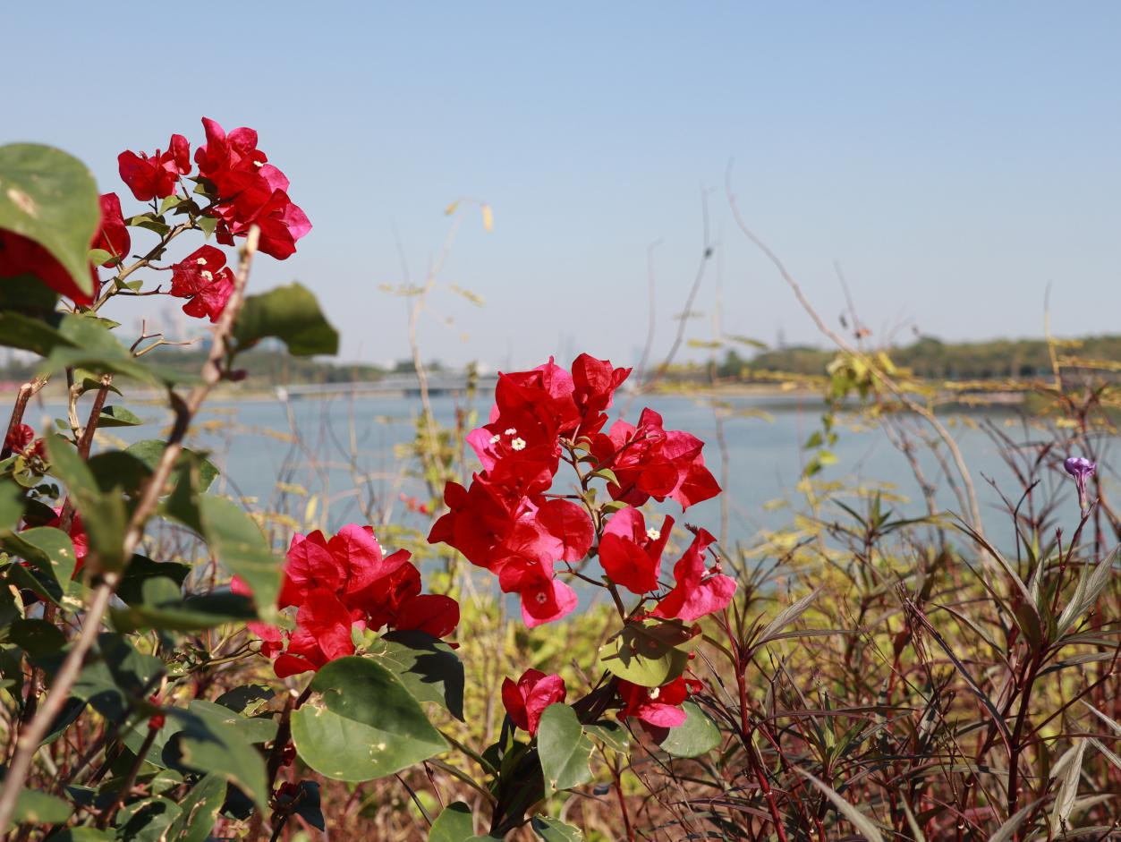 佳能eosm6原装镜头拍摄效果好吗,佳能eosm6数码相机