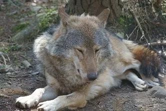 不可不知！狗的毛色和色素问题