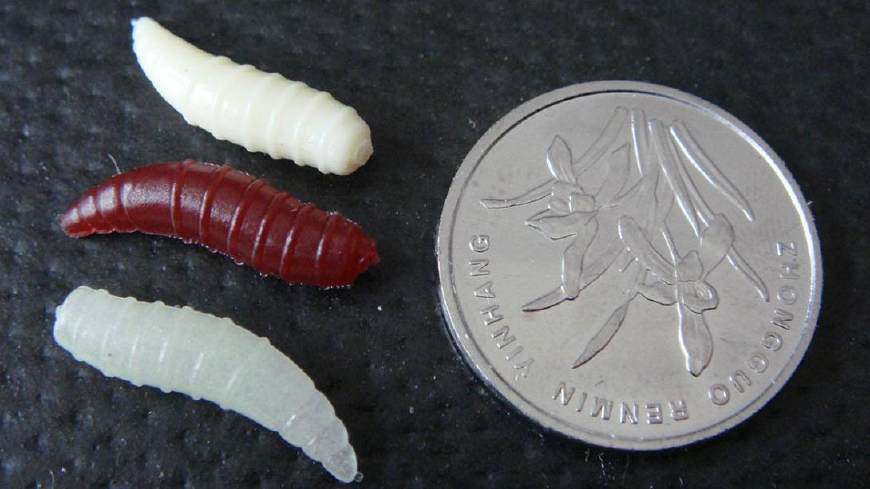 玩路亚钓鱼钓翘嘴,关于路亚wacker的钓法