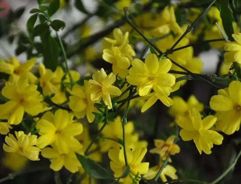迎春花从幼苗养到老桩要多久,春天花儿竞相开放迎春花怎么养