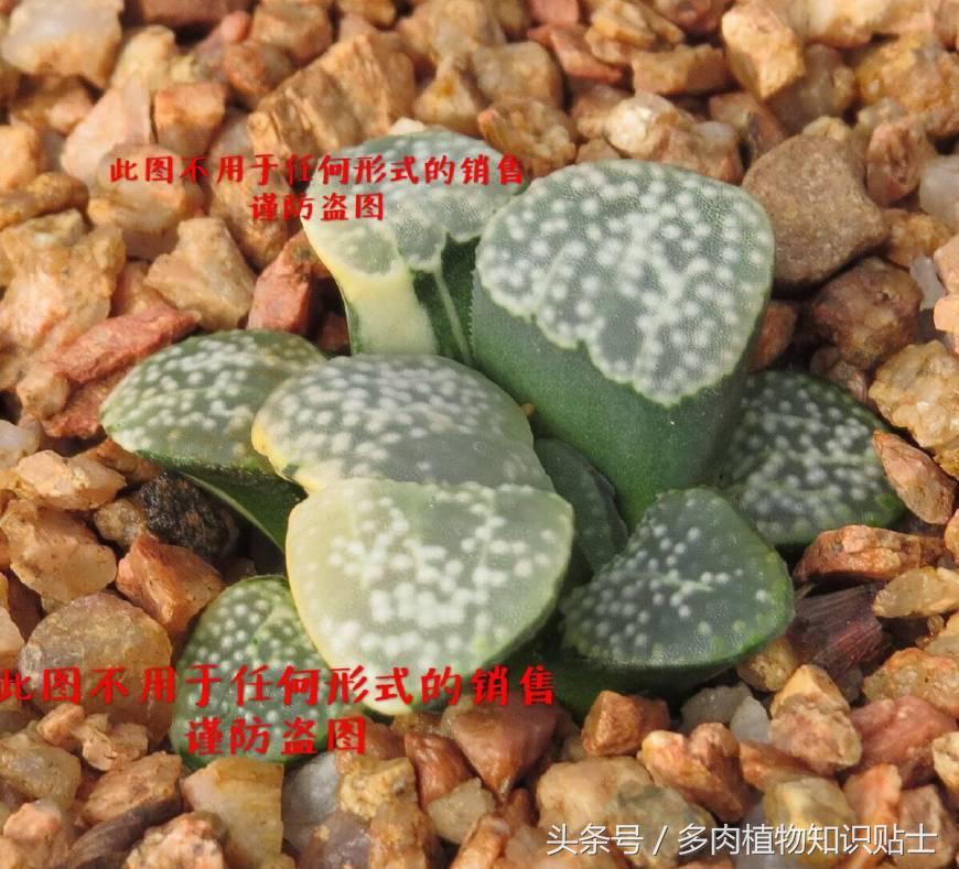 十二卷寿多肉养殖方法,十二卷寿的品种图鉴