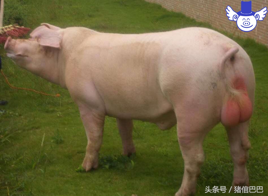 公猪母猪怎样分,如何选择公猪种