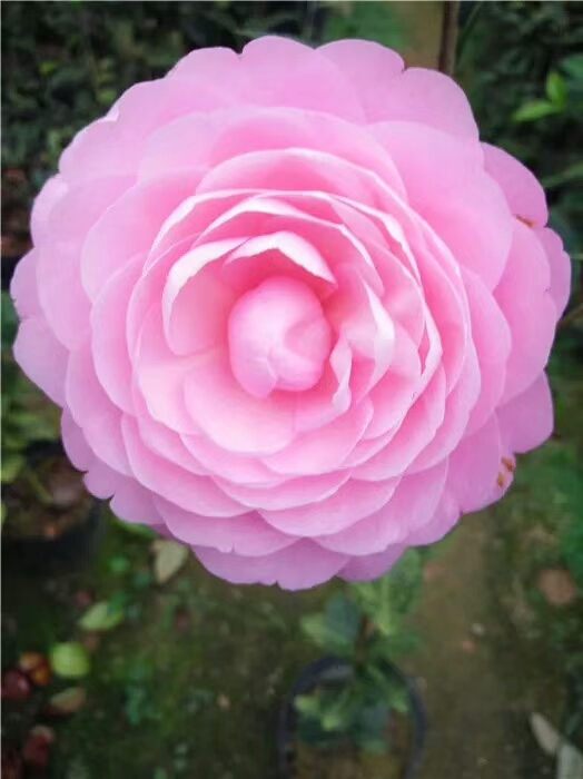 花卉常见病虫害及治疗方法,怎么防治花卉虫害的方法