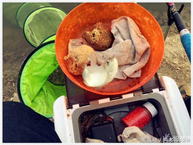 元旦出钓获大鲫，新年来个开门红