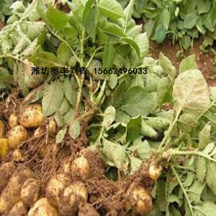 土豆疮痂病青枯立克,马铃薯苗前封闭农药