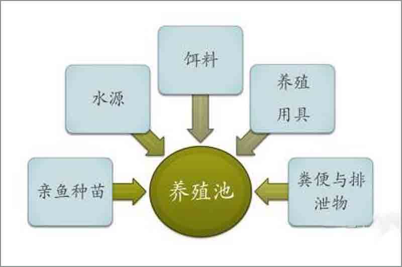 石斑鱼细菌感染用什么药治疗好,石斑鱼常见细菌病图片