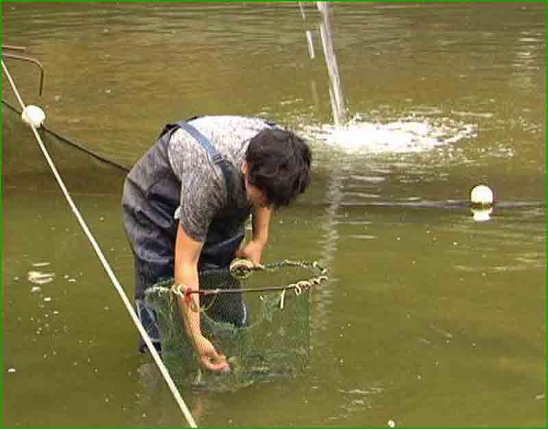 石斑鱼细菌感染用什么药治疗好,石斑鱼常见细菌病图片