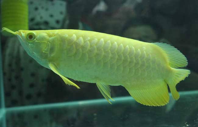 龙鱼需要什么营养,龙鱼的维生素