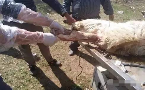 母羊产后如何给难产母羊清洗子宫,母羊难产助产然后母羊不吃不喝